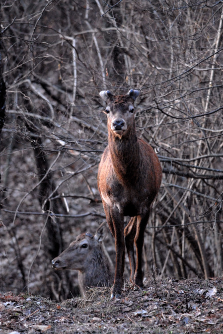 PASSIONE PER IL CERVO